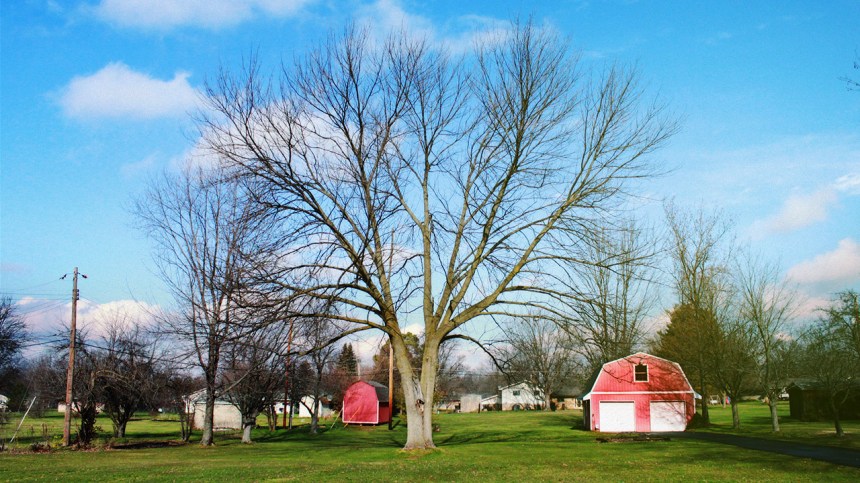 this is what my backyard looks like - december 2012