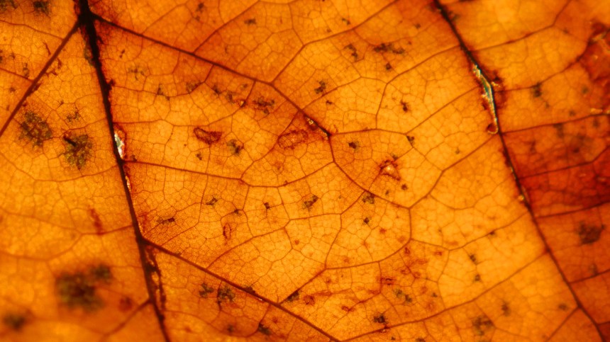 thisiswhatgoingforawalklookslikes-photo-09062015