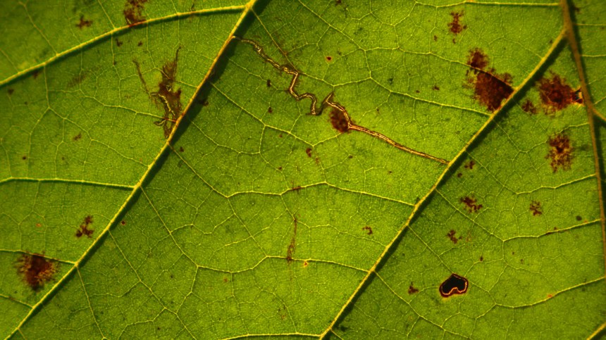 thisiswhatgoingforawalklookslikes-photo2-09062015