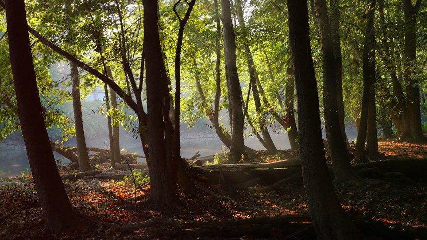 thisiswhatgoingforawalklookslikes-photo3-09062015