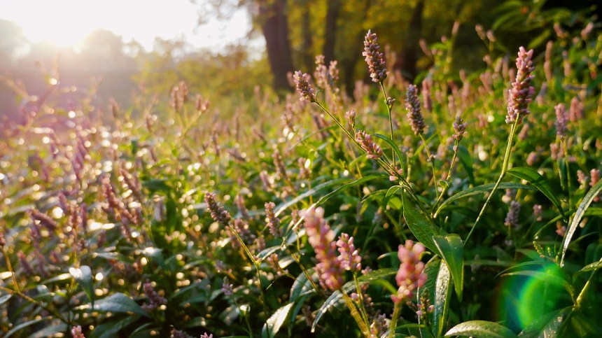 thisiswhatgoingforawalklookslikes-photo4-09062015