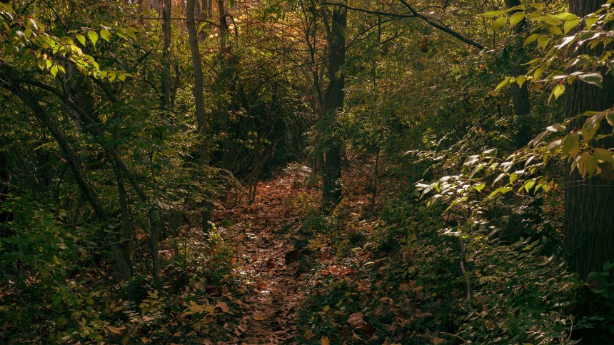 10262015 - thisiswhatgoingforawalklookslike_1