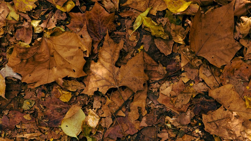 10262015 - thisiswhatgoingforawalklookslike_2