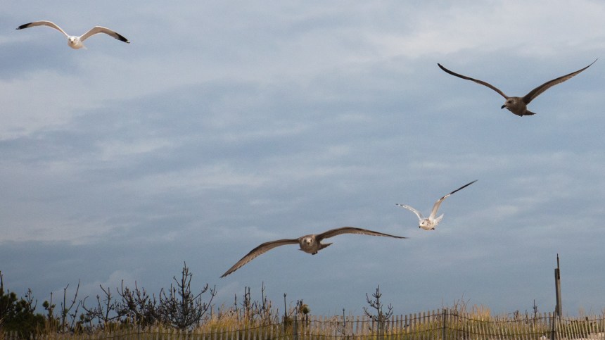 11042015 - thisiswhatthebirdslooklike - 1