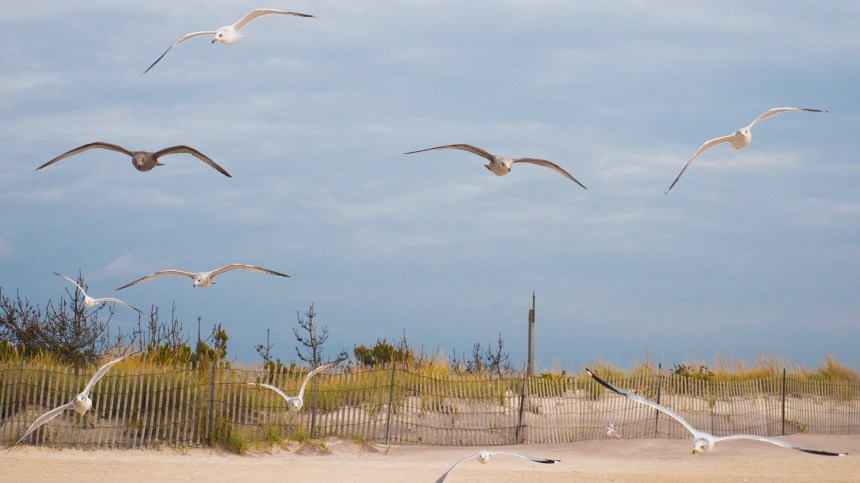 11042015 - thisiswhatthebirdslooklike - 2